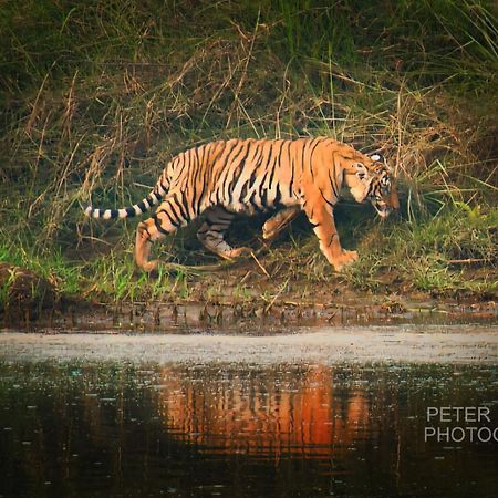 Tiger Corner Inn Homestay Sauraha Bagian luar foto