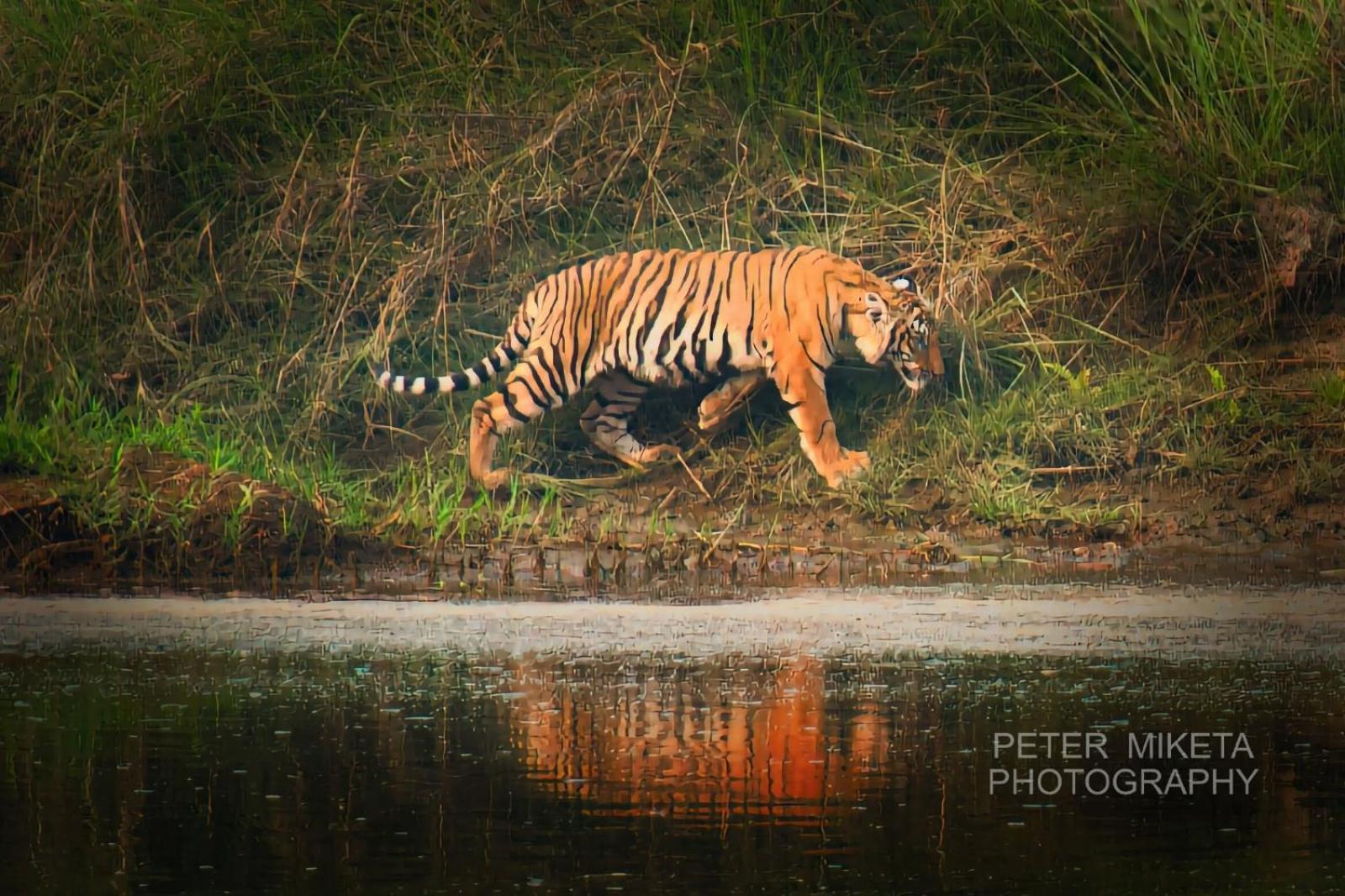 Tiger Corner Inn Homestay Sauraha Bagian luar foto